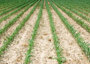 Dry corn field rows