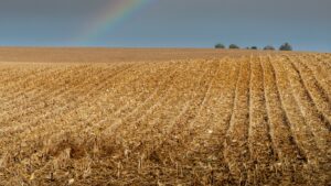 Harvested corn field with a rainbow