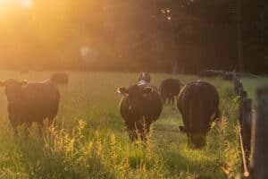 A group of Angus beef cows along a fenceline bathed in late afternoon golden light.